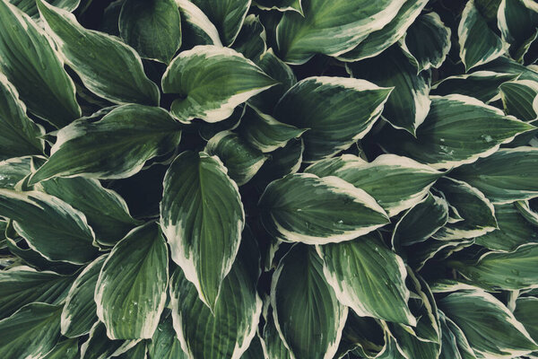 Spring background with green hosta leaves. Full frame. View from above.