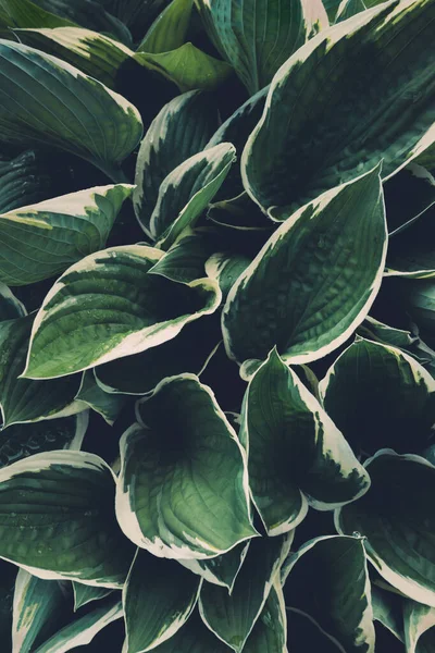 Spring Background Green Hosta Leaves Full Frame View — 스톡 사진