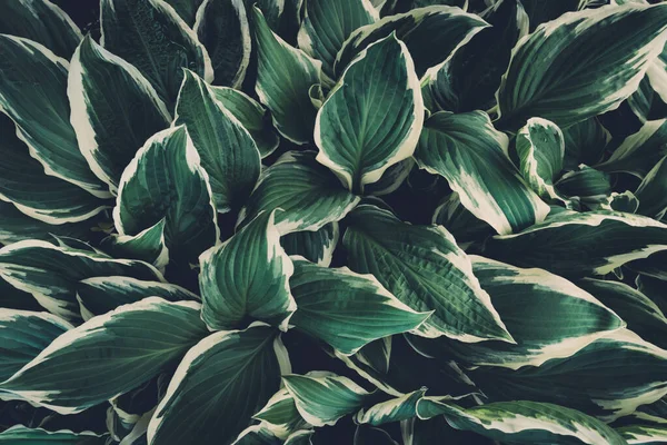 Ανοιξιάτικο Φόντο Πράσινα Φύλλα Hosta Πλήρης Εικόνα Άποψη Από Ψηλά — Φωτογραφία Αρχείου