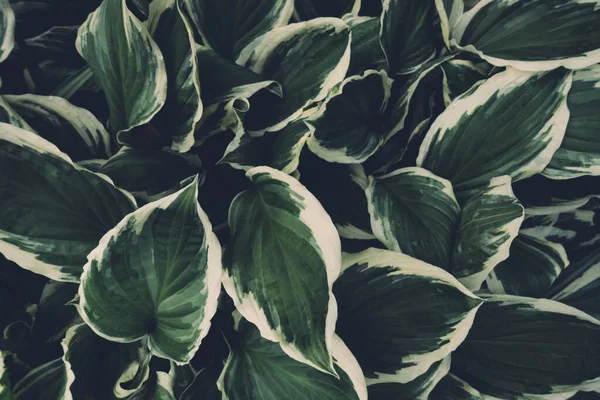 Весенний Фон Зелеными Листьями Hosta Полный Кадр Вид Сверху — стоковое фото