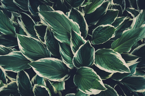Весенний фон с зелеными листьями Hosta. Полный кадр. Вид сверху
.