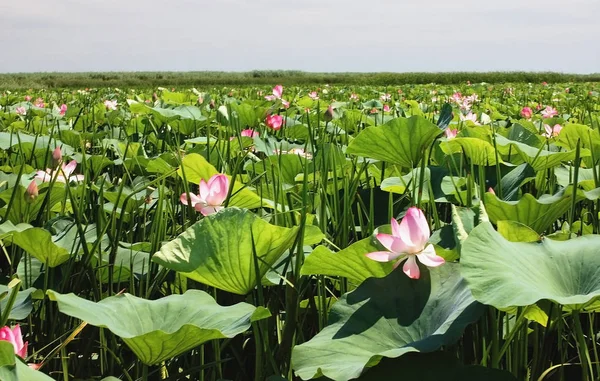 Lotus fields in the delta of the Volga River