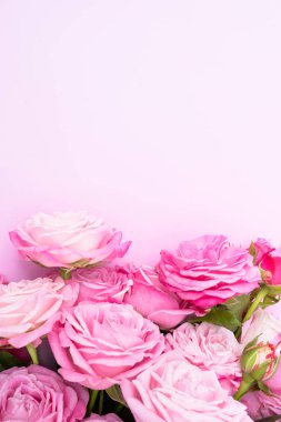 Narin pembe arka planda pembe güller. Aşk kavramı, düğün. Boşluğu kopyala.