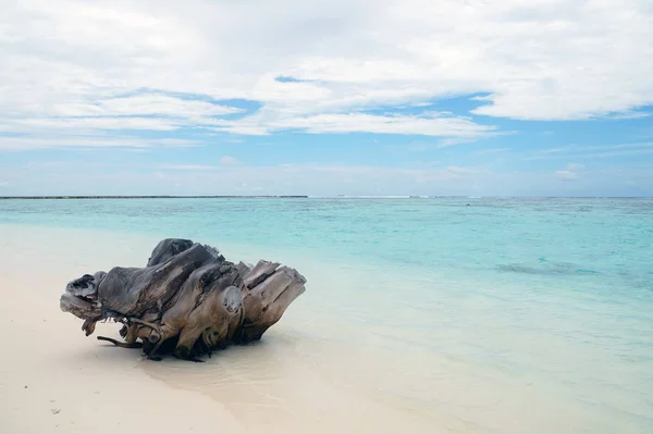 Playa en la isla en el océano Índico, la raíz del árbol — Foto de Stock