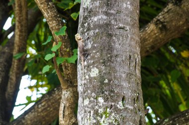 Ağaçtaki kertenkele, Maldivler, Ari Atoll
