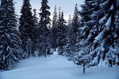  Karpatya Ukrayna 'da karlı kış ormanı
