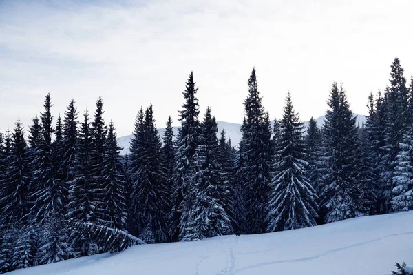 Ψηλό Χειμώνας δάσος στην πλαγιά του βουνού στην Ουκρανία — Φωτογραφία Αρχείου