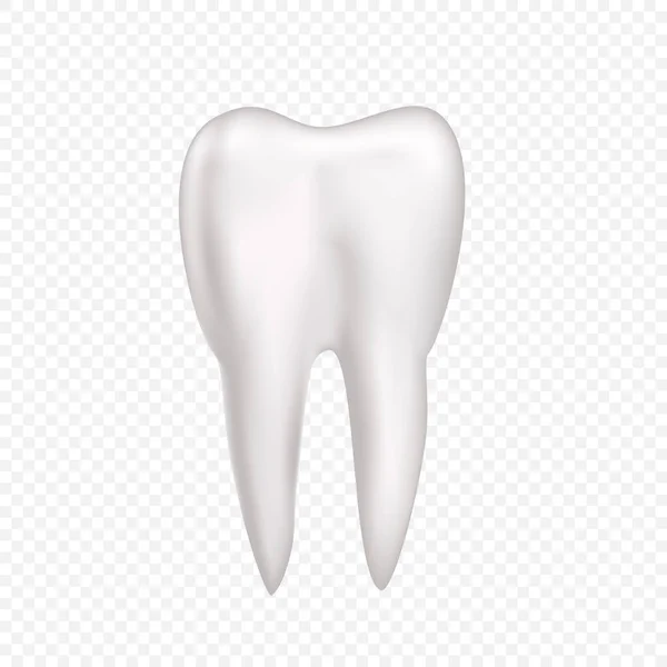 歯は透明な背景 — ストックベクタ