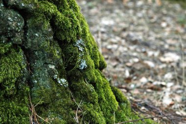 güdük moss yeşillik