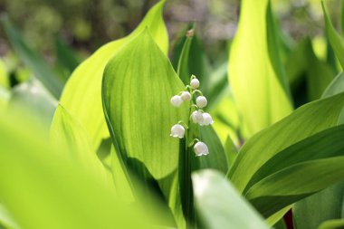 Lily yeşil yaprak portre