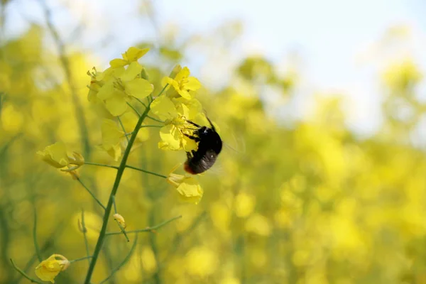 Campo de canola polinizado por abelhas — Fotografia de Stock
