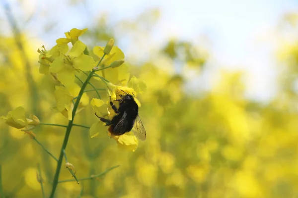 Canola polinizada de abelha — Fotografia de Stock