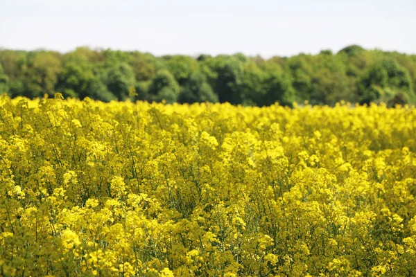 Canola field forest background — Stock Photo, Image