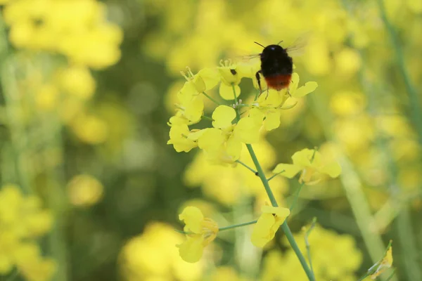 Kwiat rzepaku i zbliżenie pszczół — Zdjęcie stockowe
