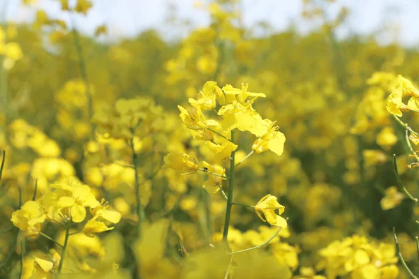 Canola flor closeup — Fotografia de Stock