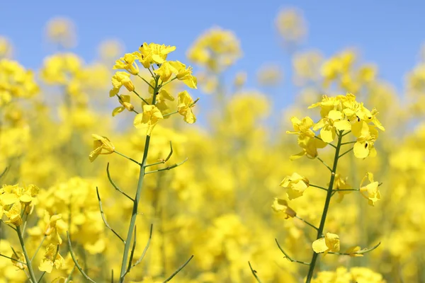 Canola flower field closeup — Stock Photo, Image