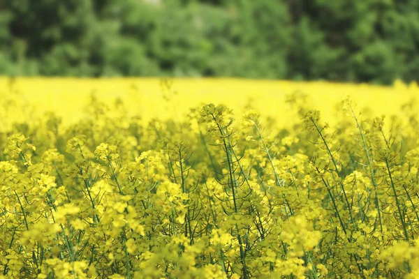Growing canola field forest — Stock Photo, Image