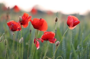Kırmızı haşhaş Buğday çim üzerinde büyümek
