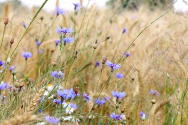 Peygamber ve buğday