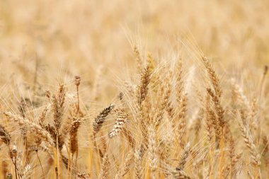 Yumuşak buğday alanı