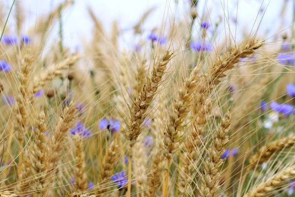 Пшениця і волошки — стокове фото