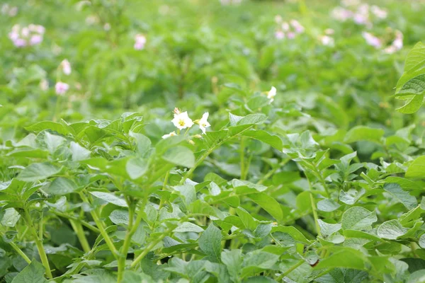 Цвітіння картопля поля — стокове фото