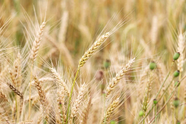 Wheat spike in the field — Stock Photo, Image