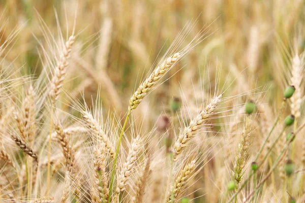 Пшеничний шип у полі — стокове фото