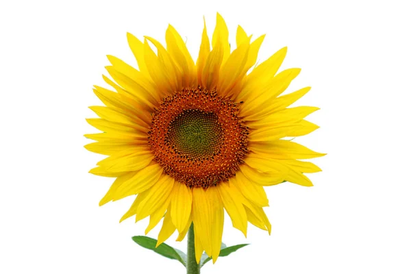stock image Sunflower isolated on white background