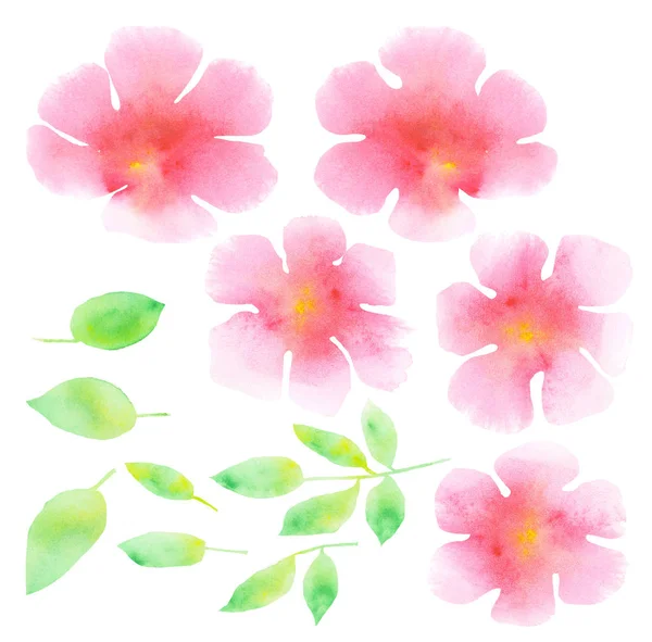 abstract floral watercolor illustration. tender rosy plumeria fl