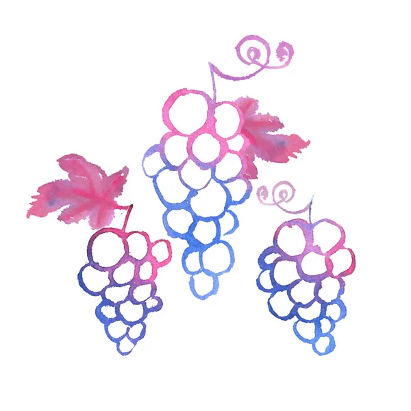 Bunch of pink grapes watercolor illustration (em inglês). Dor de mão isolada — Fotografia de Stock