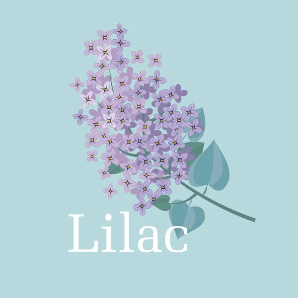 Lila primavera flor vector ilustración. Rama floral de viole — Archivo Imágenes Vectoriales