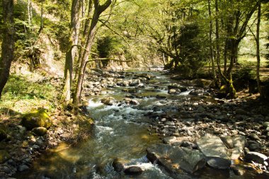 Ormanda küçük bir nehir.