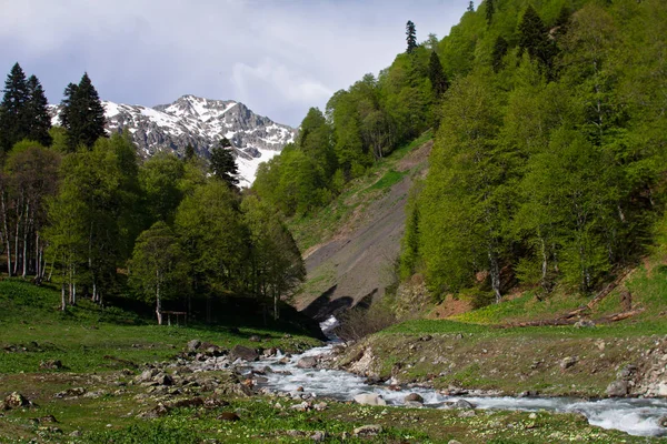 Reisefrühling Abchasien — Stockfoto