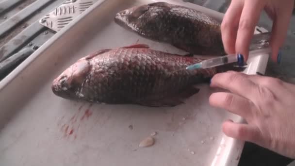 Los peces de carpa se rellenan con jeringa de agua salada — Vídeos de Stock