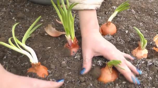 Frau im Gewächshaus pflanzt Zwiebeln — Stockvideo