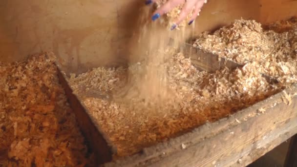 Žena dělá hnízdo pro slepice v kurníku — Stock video