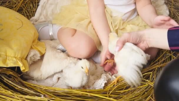 Dva Chick v hnízdě model dívka — Stock video
