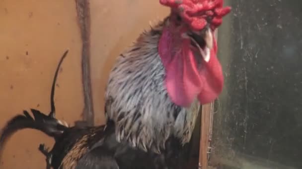 Pollas y gallinas van en el Coop — Vídeo de stock