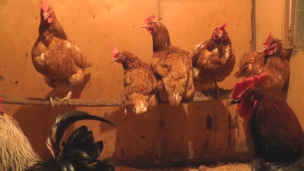 Pollas y gallinas van en el Coop — Vídeos de Stock