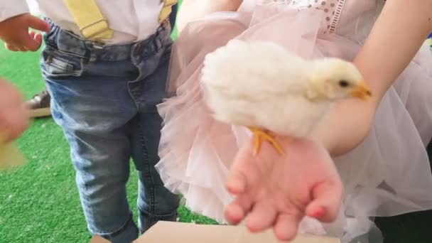 Lilla kycklingen på en kvinnas Hand — Stockvideo