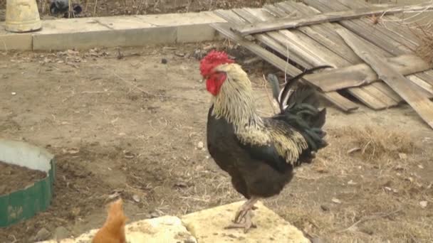 El Gallo en el Patio Rosca a la Gallina — Vídeos de Stock