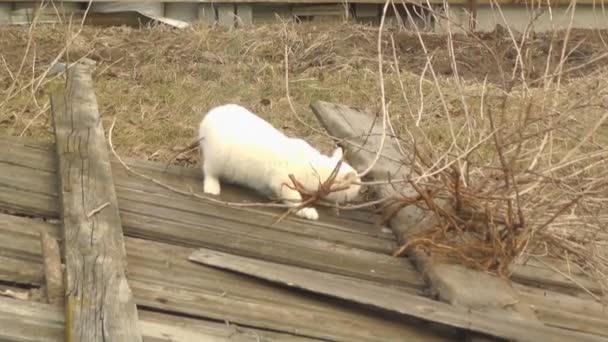 White Cat Playing on the Found Fence Wooden — стоковое видео