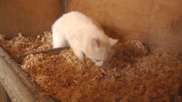 Witte kat eet vlees in de de kip Nest — Stockvideo