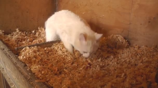 Gato branco come carne no ninho da galinha — Vídeo de Stock