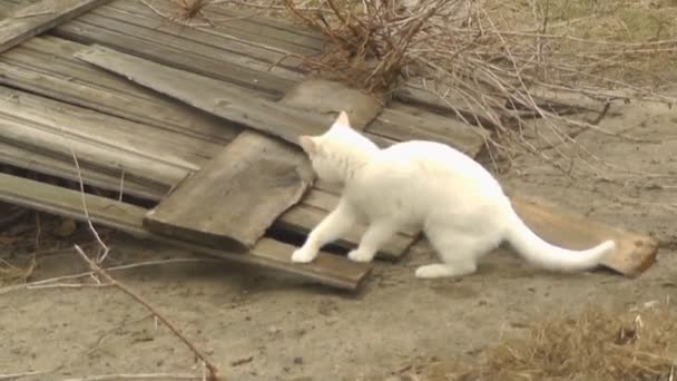 Gato blanco jugando en el fondo de la valla — Vídeo de stock