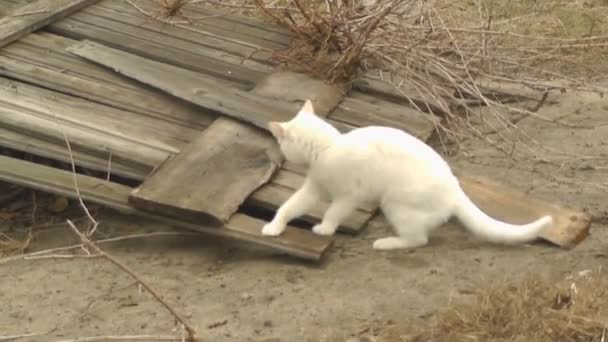 Weiße Katze spielt im Hintergrund des Zauns — Stockvideo