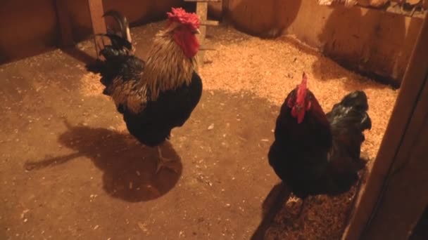 Koguty i kury przejść w Coop — Wideo stockowe