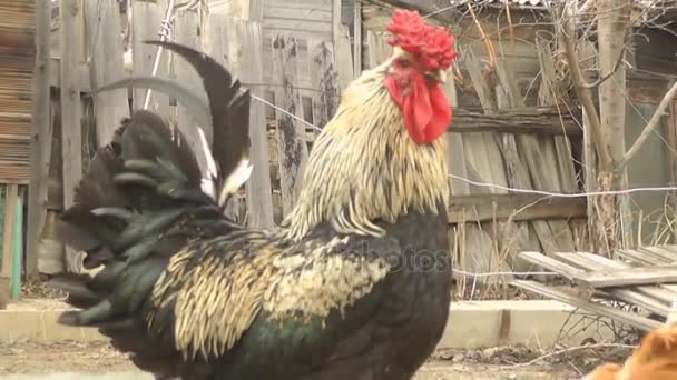 Pollos y gallos caminan en el patio y mastican semillas de girasol — Vídeos de Stock