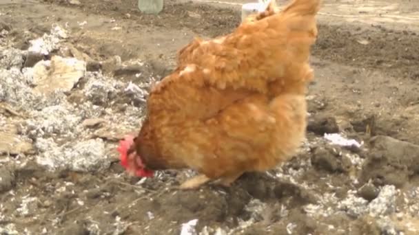 Pollos y gallos caminan en el patio y mastican semillas de girasol — Vídeo de stock